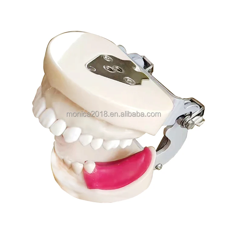 Hot Selling den tal im plant Practice Jaw Model den tal Technician Practice Teaching Gum Teeth Jaw Model den tistry Equipment