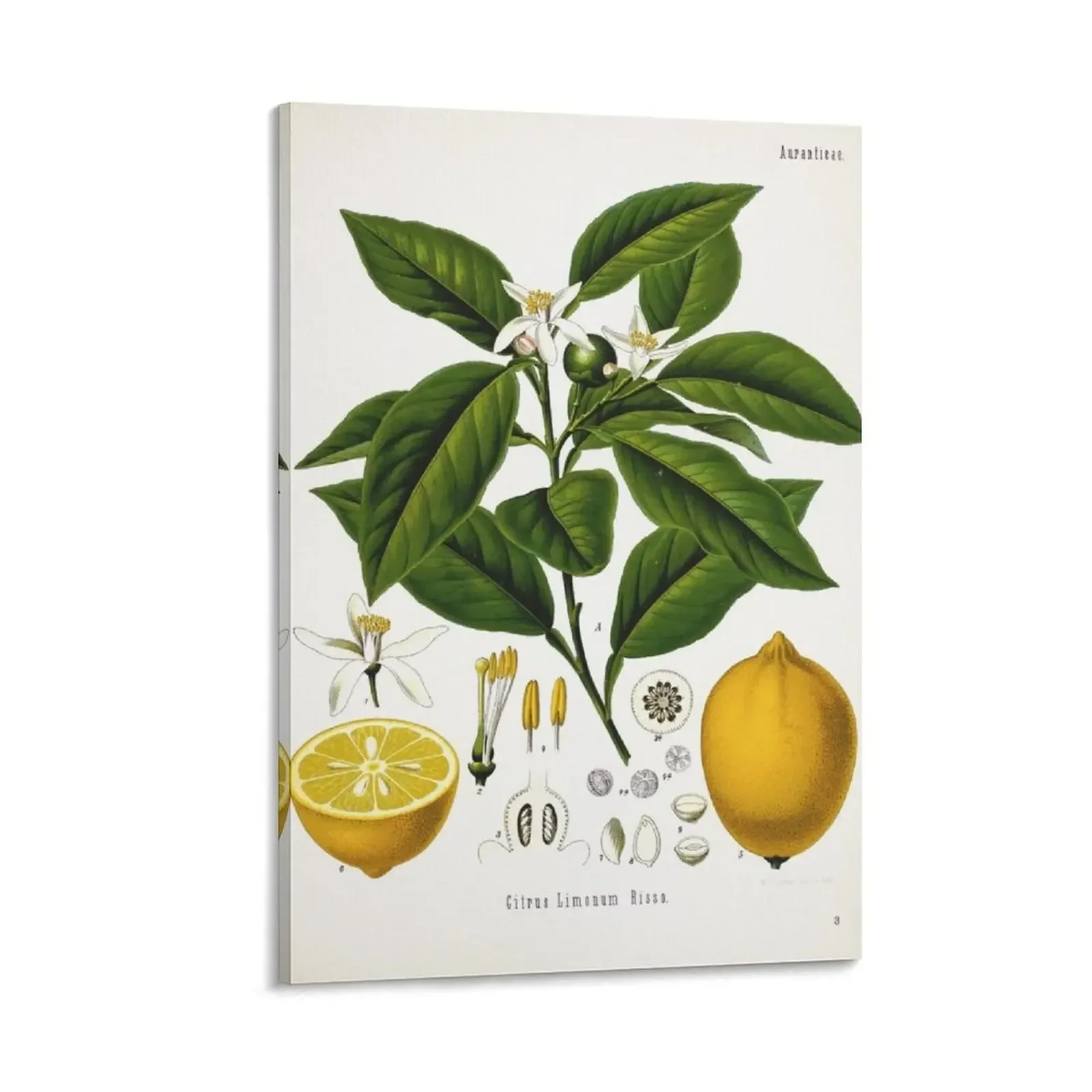 

Vintage fruit illustration - Citrus limonum risso (lemon) Canvas Painting Bedroom deco room decors aesthetic vintage home decor