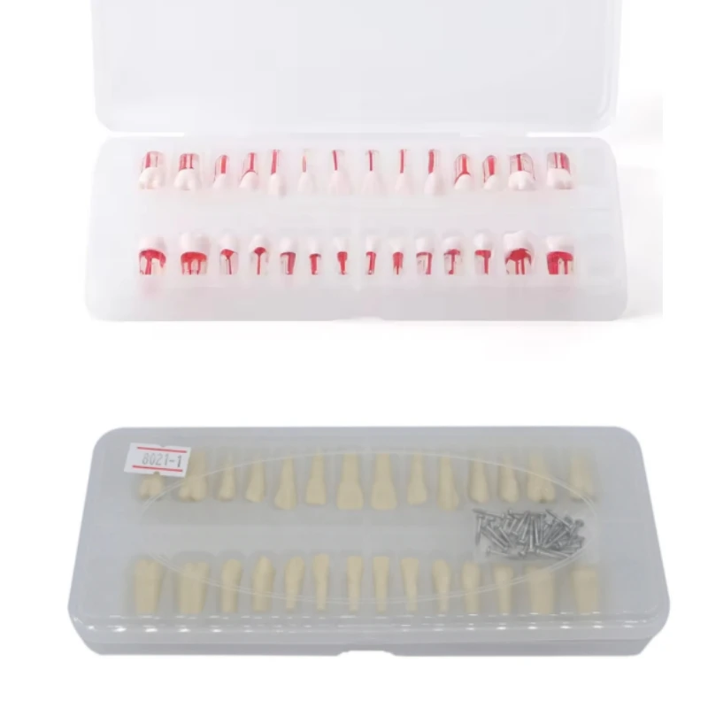 

28Pcs/set Dental Teeth Root Canal Models Full Mouth Endodontics RCT Block Cavity Practice Training Model Dentistry Preparation