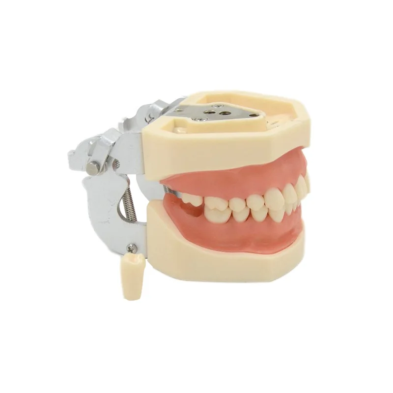 28 Dental Teeth Model Gum Teeth Teaching Model Standard Dental Demonstration With Removable Tooth