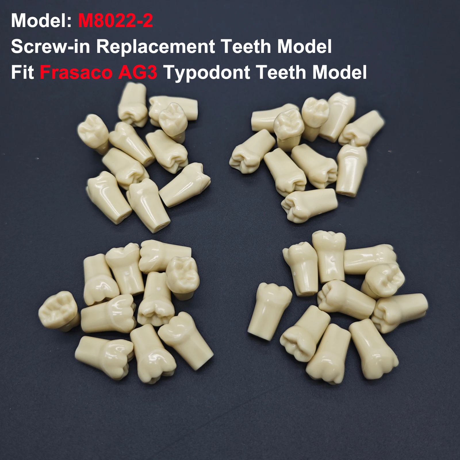 Dental Teeth Model Fit Frasaco AG3 Model Full teeth 32Pcs Screw-in Practice Filling Gingivae Teeth Training Teach