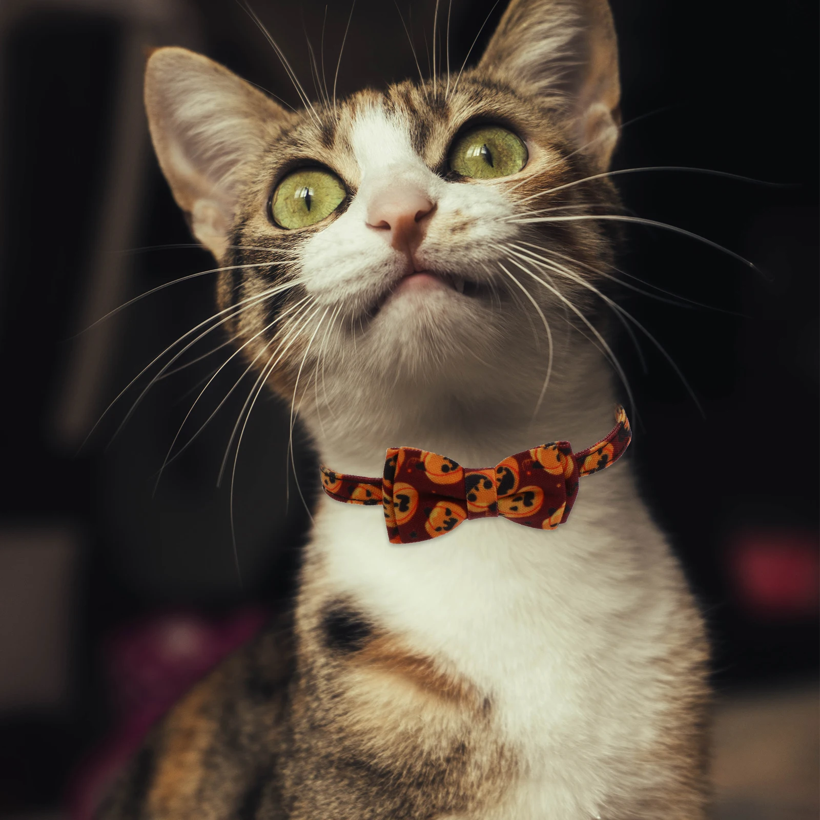 

Halloween Pet Adjustable Pet Collar Dog Cat Bowknot Tie Polyester Necklace for Dogs Kitten Supplies Bright Color