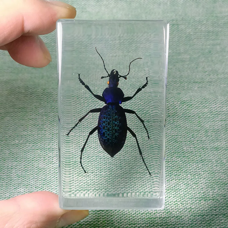 New Insects Specimens Resin Wrapped In Variety Real Insects Suitable for Science Education Cognitive Koleksi Hobi Serangga 7.3cm
