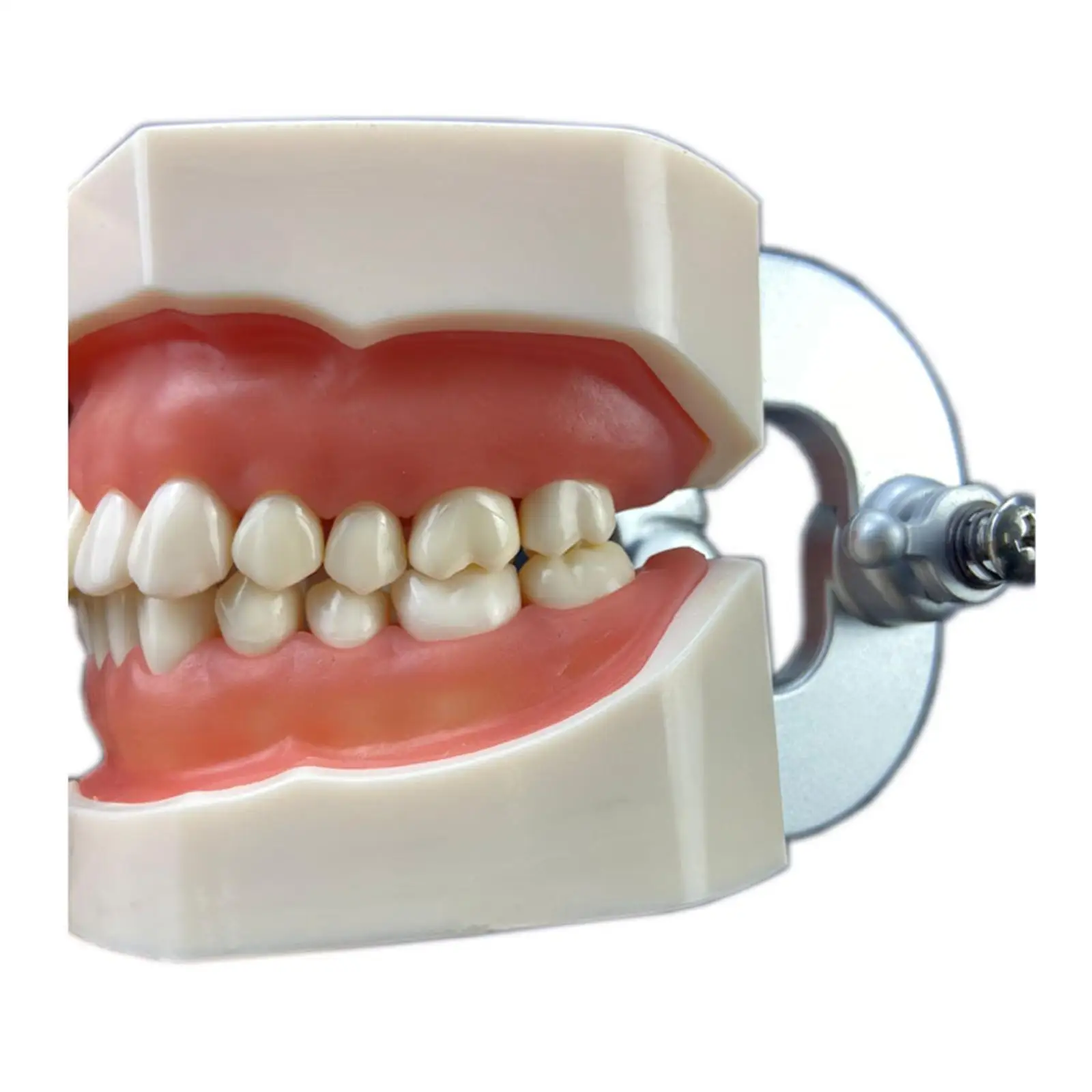 

Tooth Model Adults Multifunctinal Educational Demonstration Tooth Model
