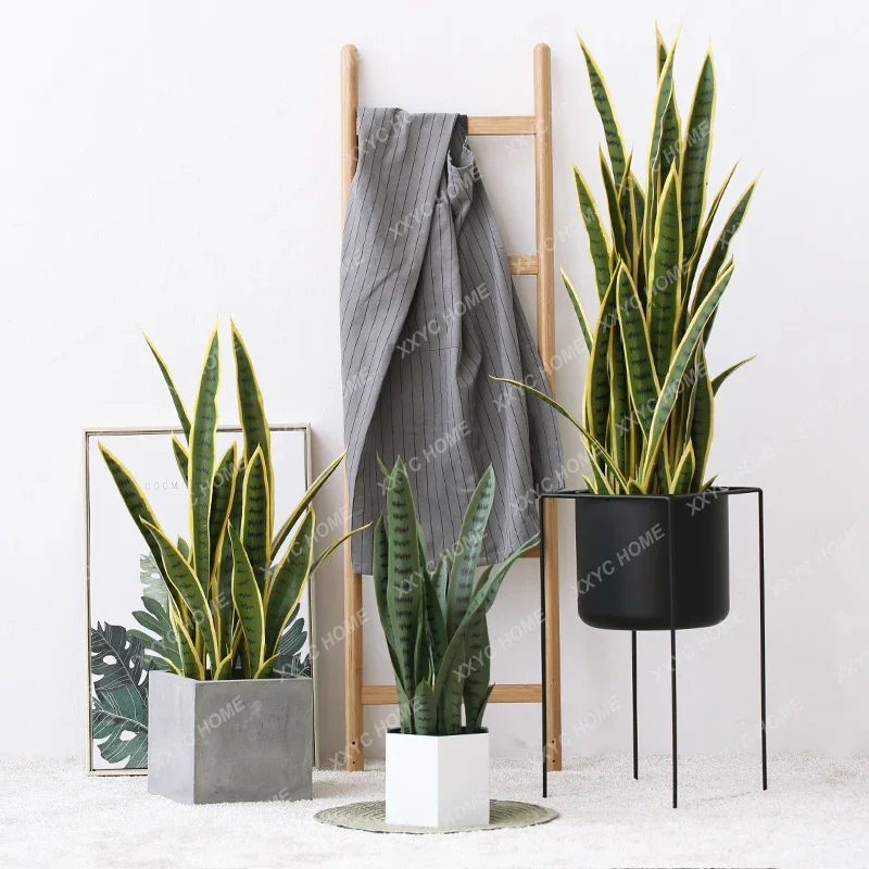 Plant Sansevieria Trifasciata Prain on-the-Ground Green Plant Home Decorative Showcase Ornament Decoration Potted Plant