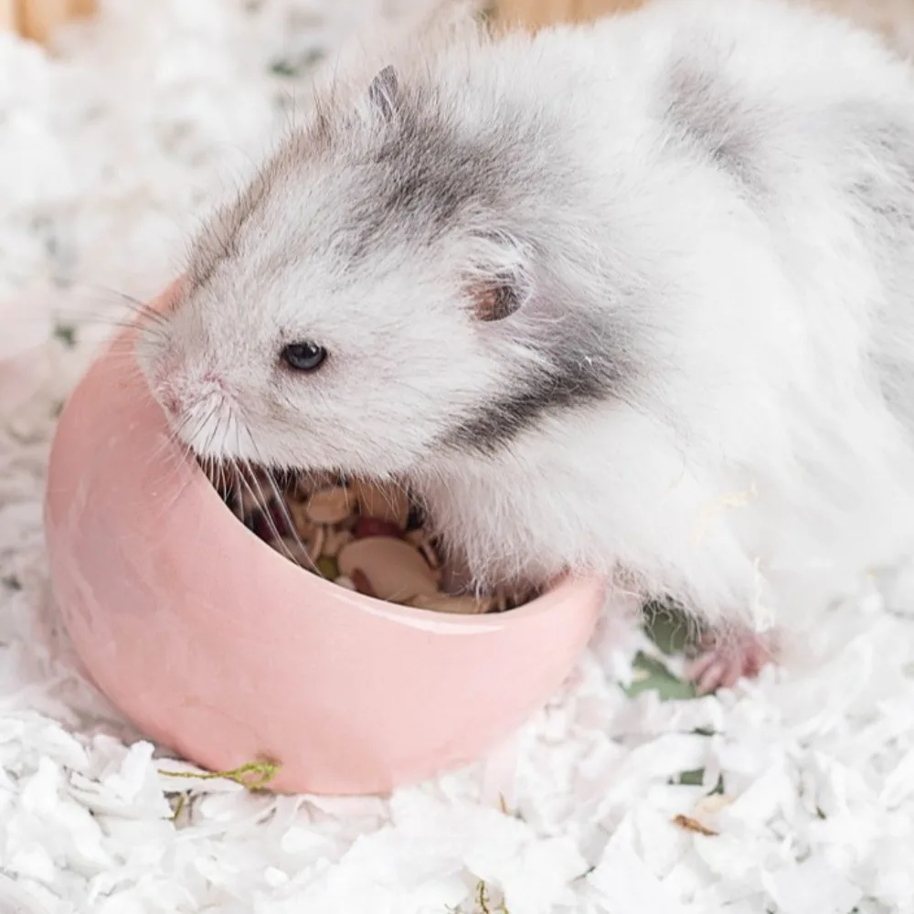 Keramik-Futterschale für Hamster, kippsicher, rutschfest, für kleine Haustiere, verschüttungssicher, mit schrägen Kanten, für Meerschweinchen – Detail 3