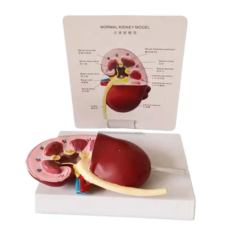 Dog kidney pathological healthy anatomy model canine pet teaching aids