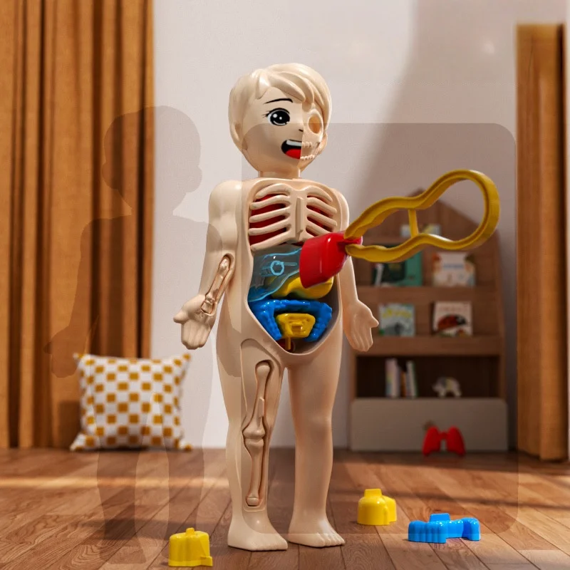 Bambini Biologia Scienza Montessori Giocattoli Corpo umano Organo Anatomia Modello Assemblaggio fai da te Giocattolo medico Studente Apprendimento Strumento educativo