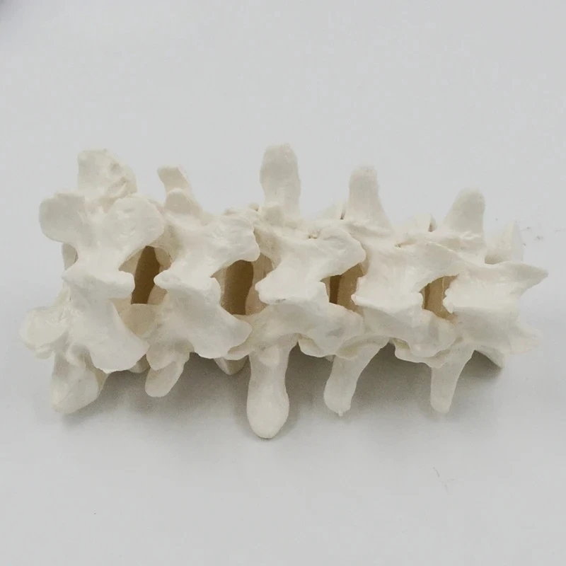 

7-сегментная модель шейного отдела позвоночника - сегментный позвоночник, поясничный отдел позвоночника, скелет шейного отдела позвоночника, атласные позвонки, позвоночные кости