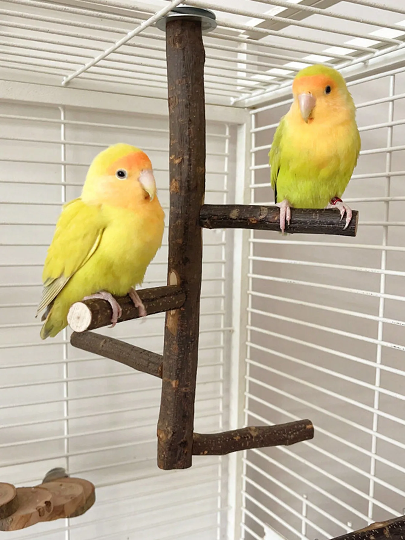 Vogelsitzstangen-Spielzeug, Natürliche Holz-Papageienstange, Vogelkäfig-Zubehör für Sittiche, Nymphensittiche, Conuren, Aras