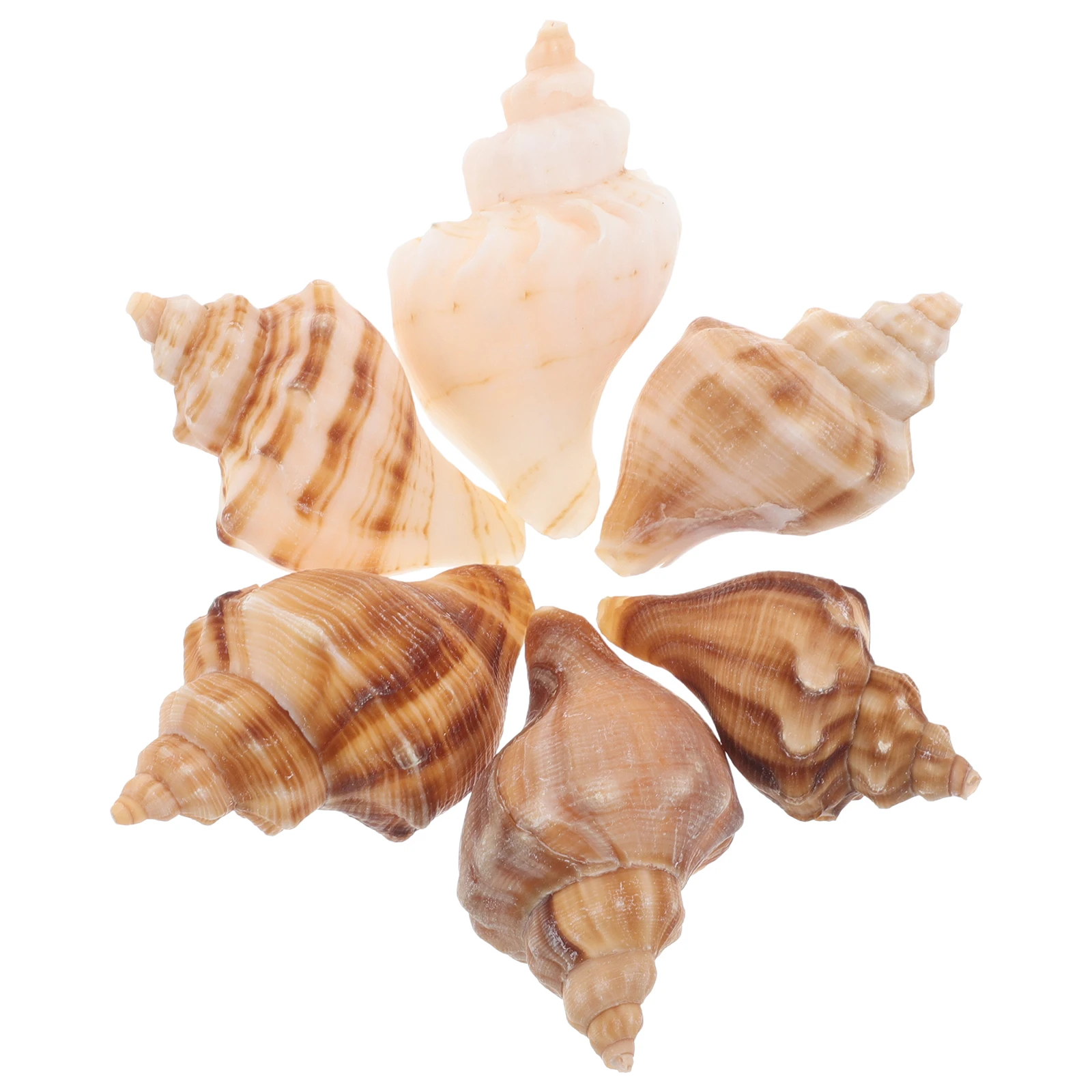 

6Pcs Natural Sea Conch Shells Hermit Crab Home Shell Fish Tank Decor Coastal Themed Decoration Craft Seashell Decor for Bathroom
