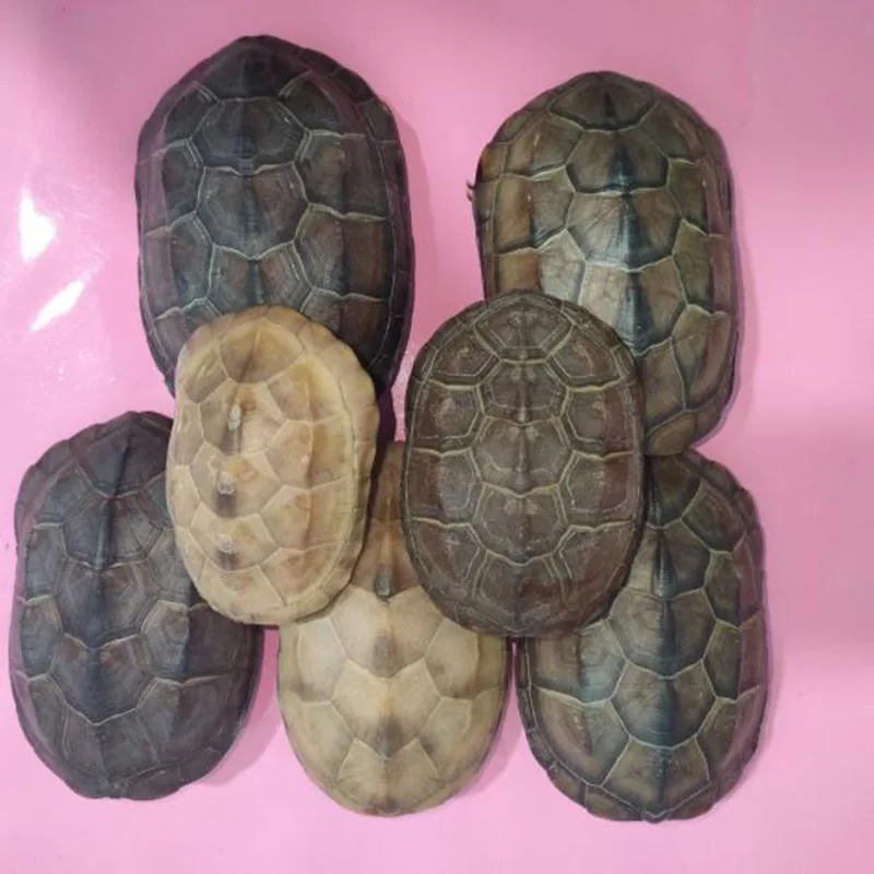 

Real Tortoise Shell Specimens Dried Tortoise Complete Tortoise Shell Zhanpu Props