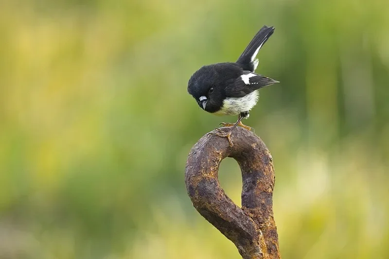 

JX PDI-HV0703MG 3KG Micro Digital Servo - 8.4V Coreless Motor, Full Aluminum Case for RC Crawler, Car & Helicopter