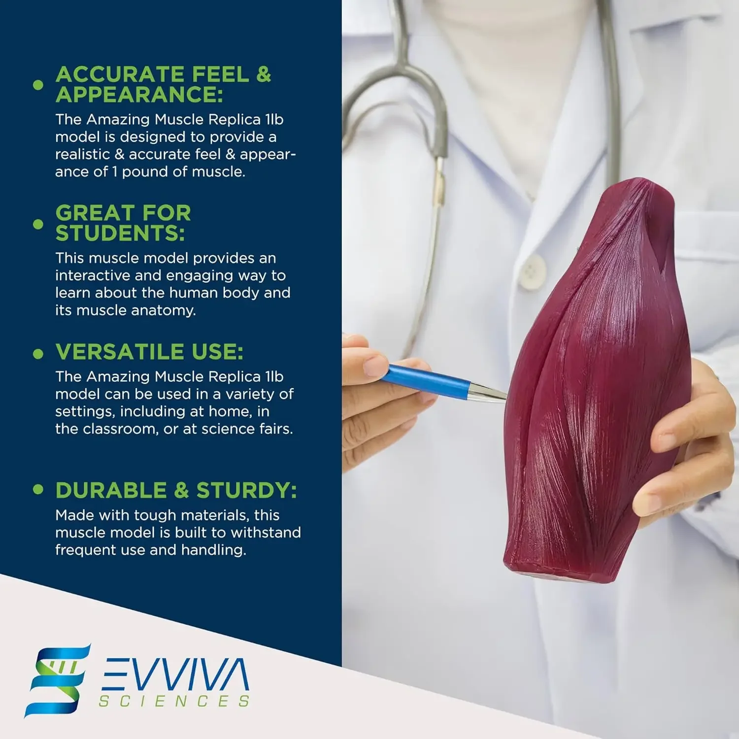 

Human Muscle and Fat Replicas Health and Weight Loss Nutrition and Science Fitness Center Fat Model