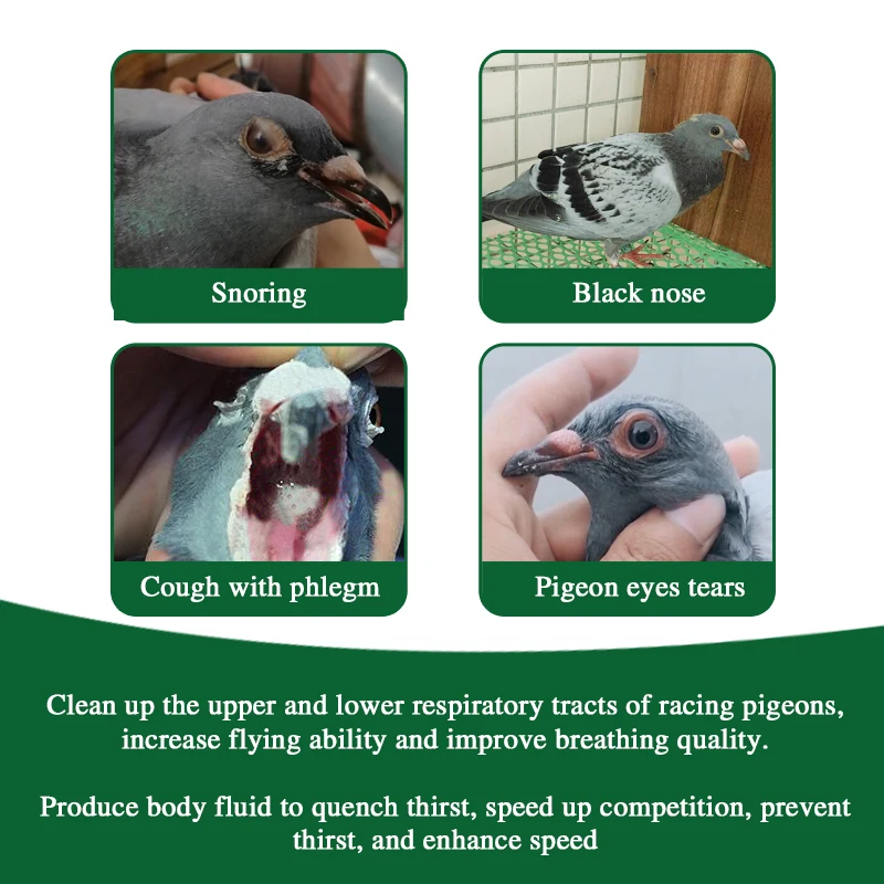 Pigeon Respiratory Support Defense Against Trichomonas, Mycoplasma, Chlamydia for Pigeon Respiratory Care