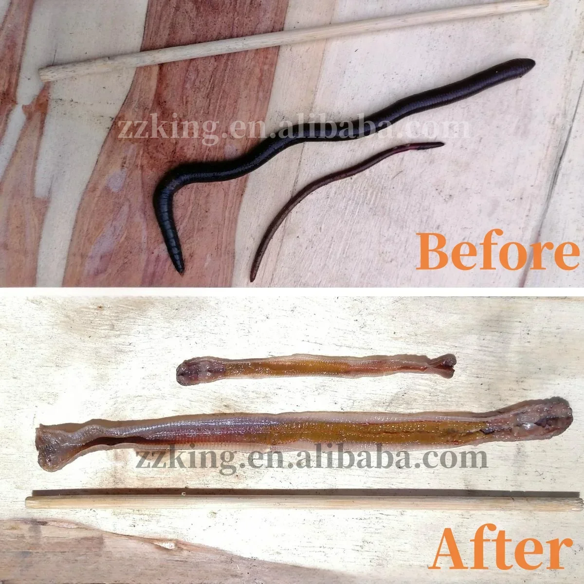 Mesin pembuka perut cacing tanah