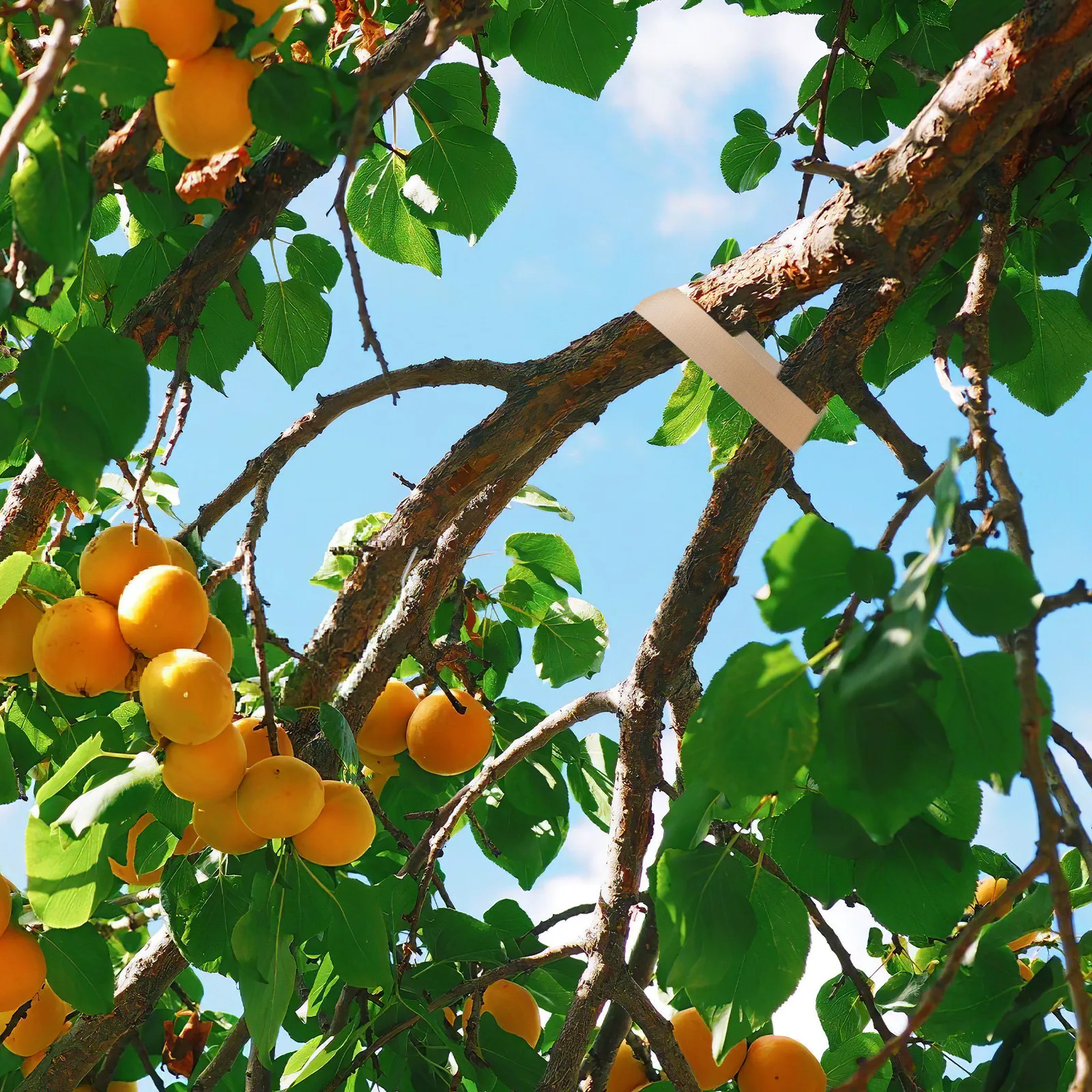 

8 шт. фиксаторов для деревьев, поддерживающих ремней для деревьев, прочная стабилизация для защиты от ураганов, выравнивание и связывание саженцев