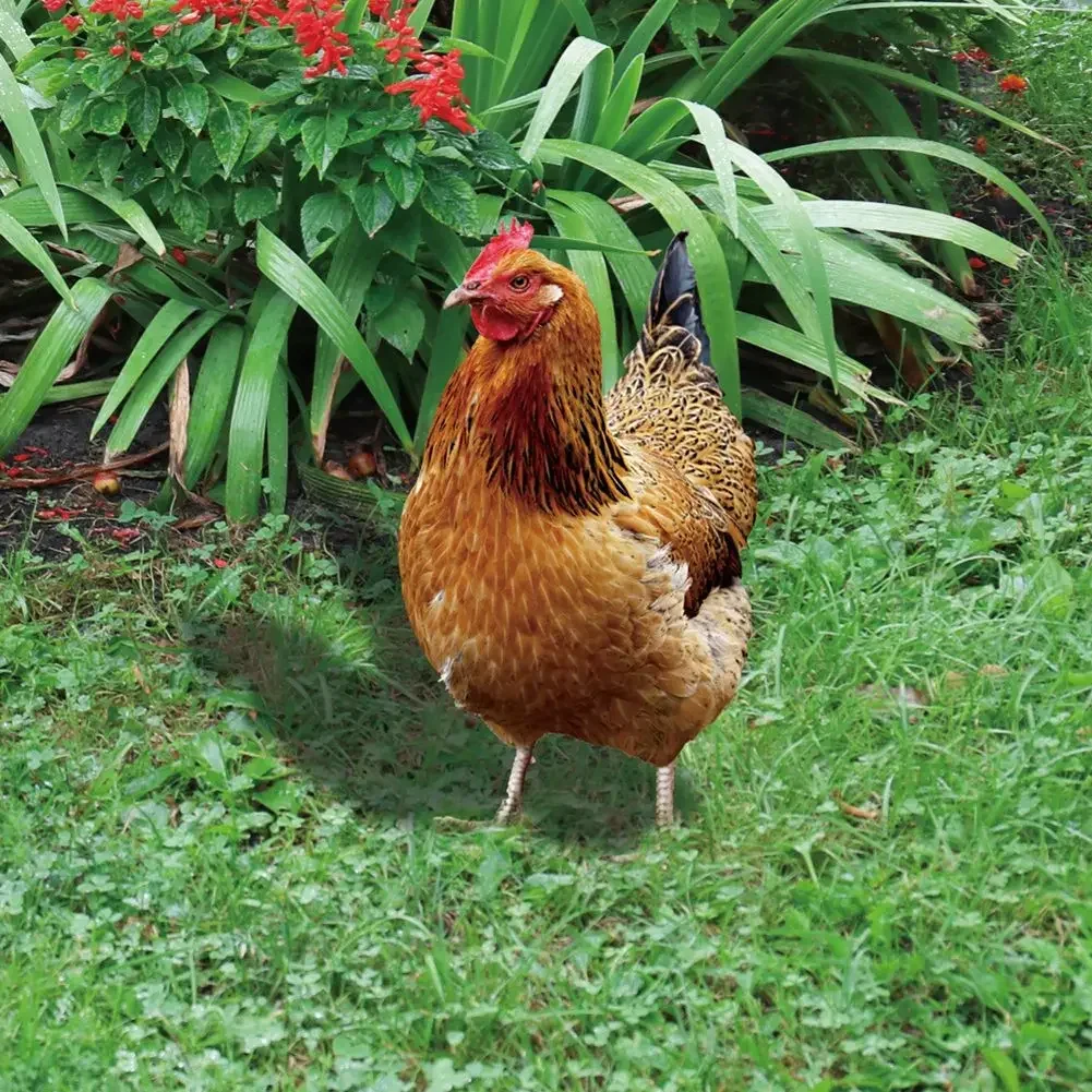 Garden Rooster Statue Acrylic Chicken Sculpture For Yard Decor Weatherproof Hen Figurine For Farm Patio Lawn Back Yard Home