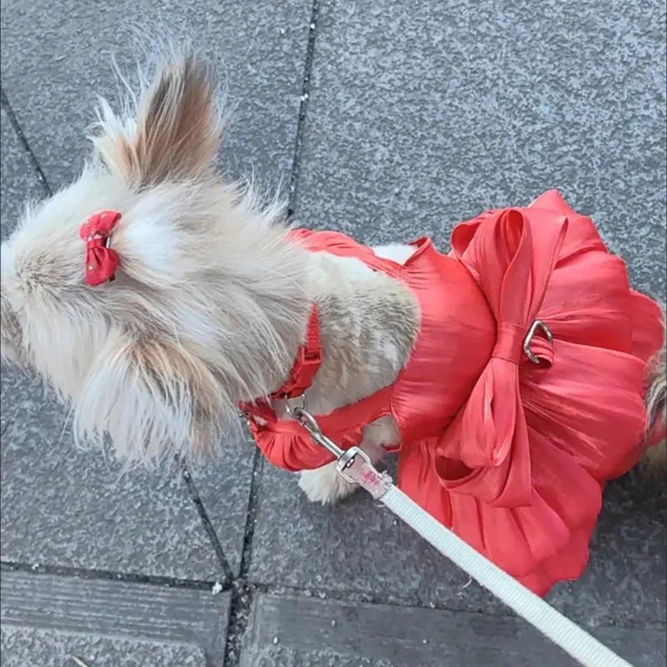 red dress dog READY TO SHIP - Red Pet Dress, Wedding Flower Girl, Birthday Party Clothes, Puppy Photoshoot Outfit Xmas Holiday Dog Cat Accessories