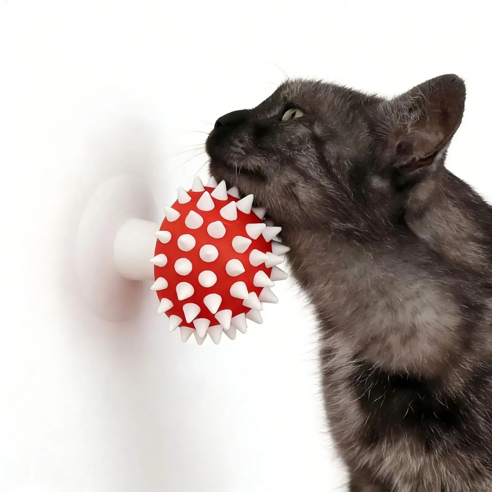 Kattenborstel voor kortharige katten en kittens massage tool_voghion.com