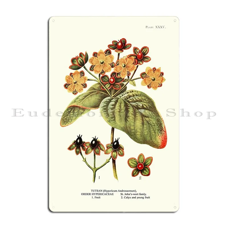 Tutsan St John S Wort Plant Life Botanical Illustration Metal Signs Printing Vintage Wall Mural Decoration Tin Sign Poster