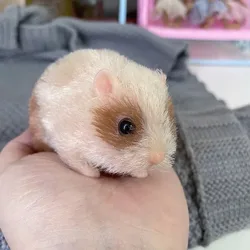 5 Inch Baby hamster silicone Doll Handmade Soft Touch Mini animals hamster Babies