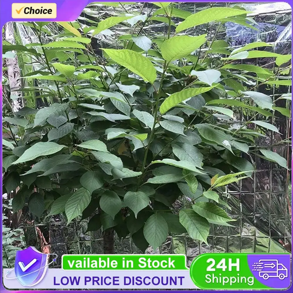 210x120cm Hydroponic Highly Reflective Film New and High Quality Wide Scope of Application Plants Garden Film Covering Sheet
