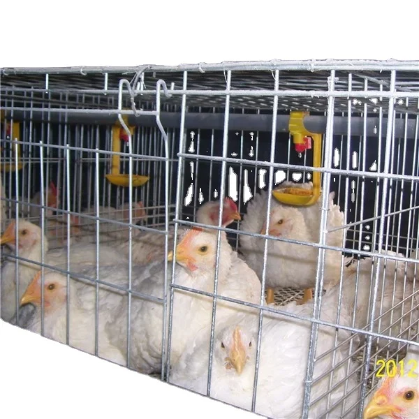 Broiler Poultry House H Type Battery Broiler Chicken Cage for Nigeria Nipple Drinker Capacity 80 Broilers