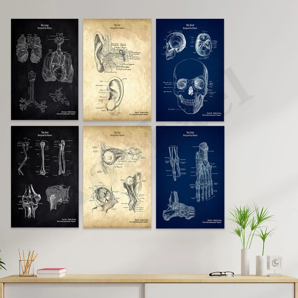 Foot Eyes Chest Arm Ears Scull. Human Anatomy. Hospital Office Wall Art Poster
