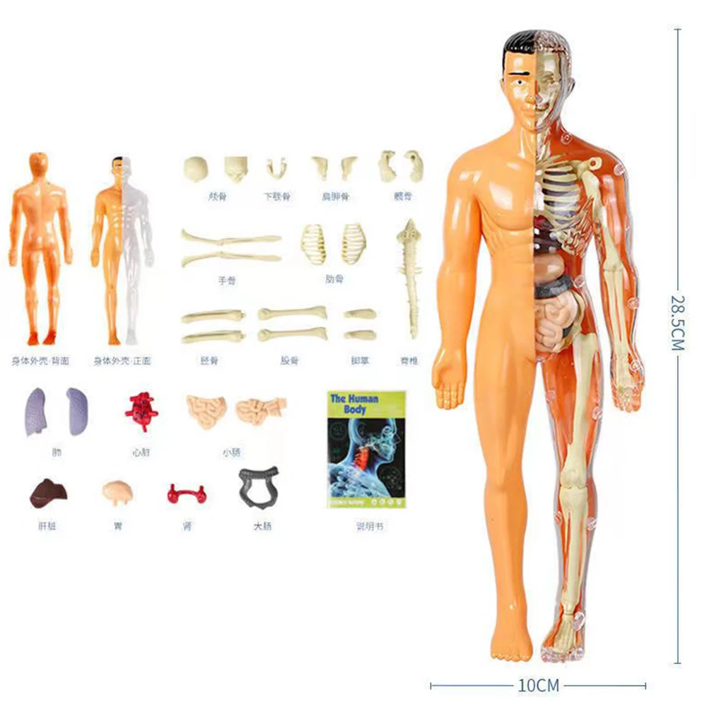 3d Human Body Torso Model for Kid Learning Adult Anatomy Skeleton Anatomical Models Organ Assembly Removable 28CM Mannequin DIY