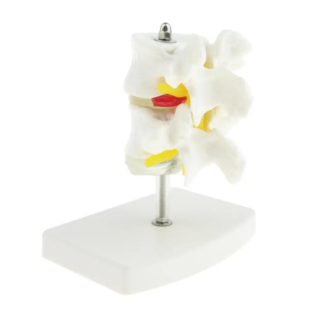 Life-size Vertebrae Teaching Tool PVC Anatomical Model Human Spine Education Display for Classroom Learning