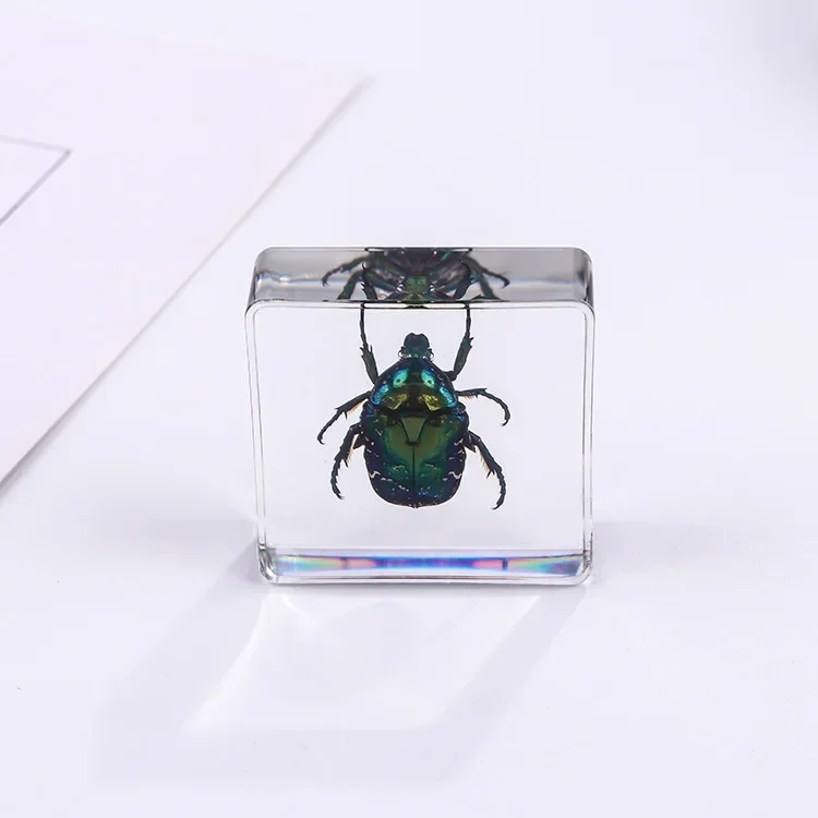 Vierkant insectenspecimen van hars, extra cognitieve leermiddelen, dierenspecimen, kunstmatig amber handwerkornament