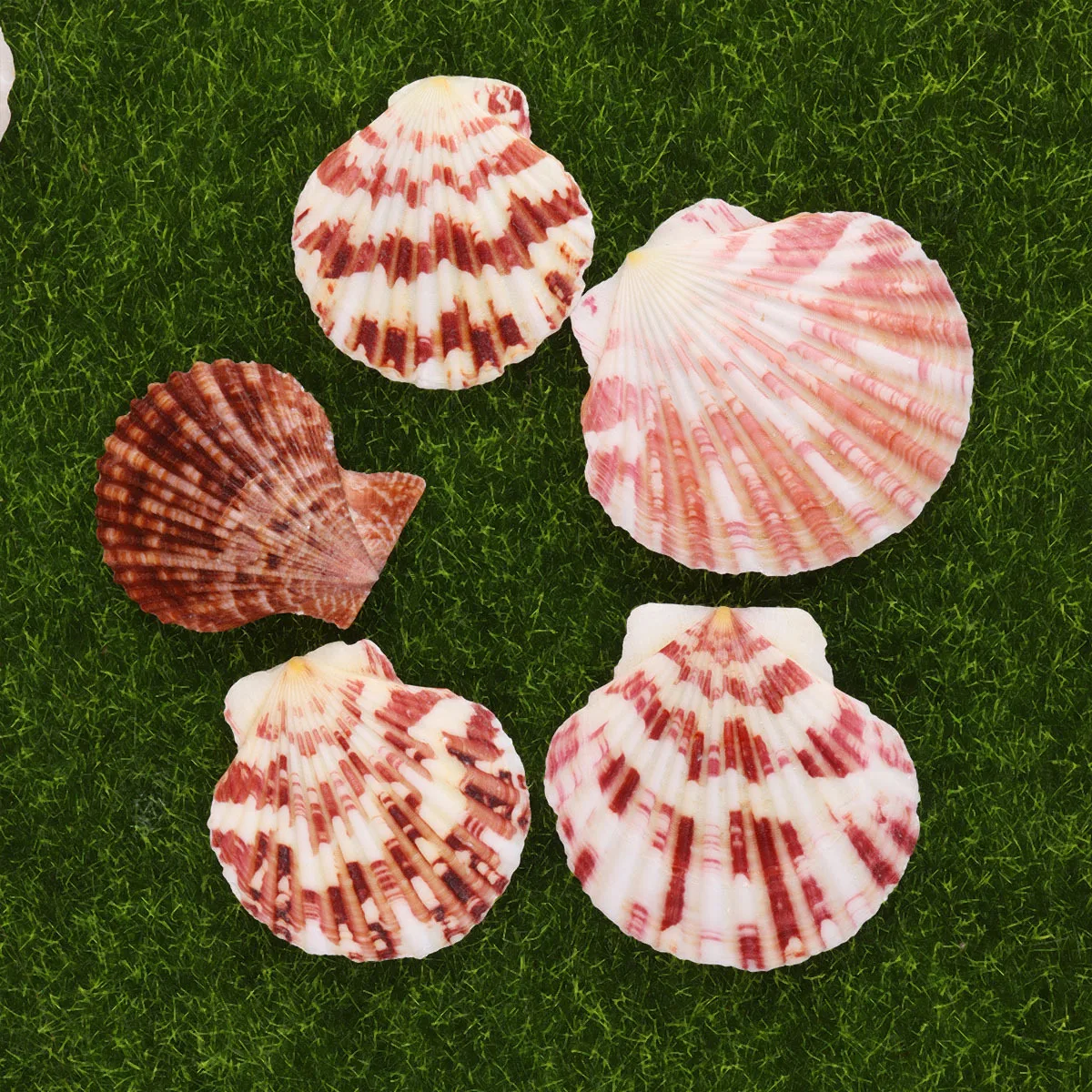 1 Bag Natural Shell Conch Ornaments Approx 250g Mixed Color Sea Style DIY Photo Frame Materials Fish Tank Aquarium Decoration