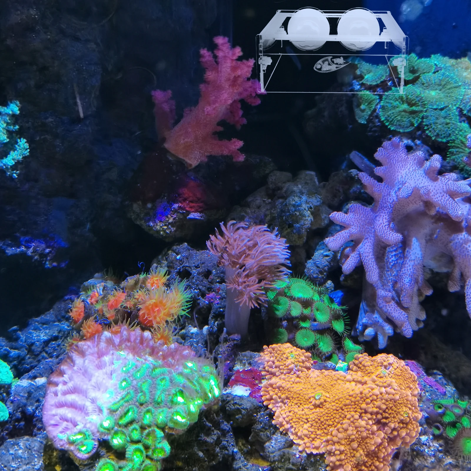 

Aquarium Suction Cup Tank Feeding Ring Floating Food Container Feeding Supply Acrylic Fish Feeder Aquarium Accessory For Fresh