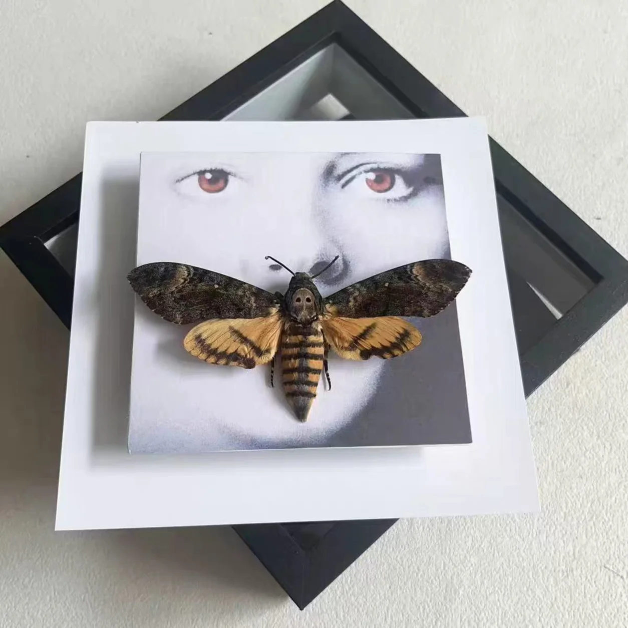 Real Death's‑Head Hawkmoth Specimen Frame, Silence of the Lambs Taxidermy, Gothic Oddity Wall Art for Halloween Collectors