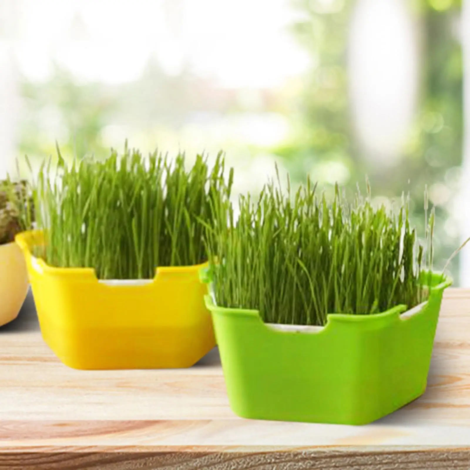 Seed Sprouter Tray with Lid Kit Propagation Tray, Garden Plant Germination Beans Planting Wheatgrass Sprouter