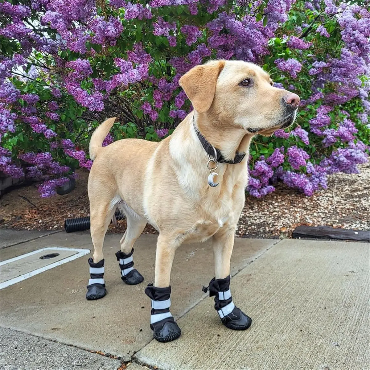 at33-waterproof-dog-shoes-non-slip-and-breathable-dog-boots-and-foot-protectors-dog-hiking-boots-90