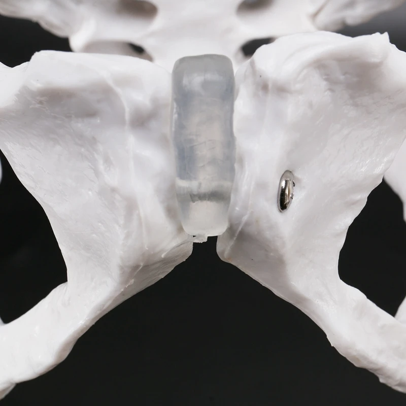 Female Pelvis Human Skeleton Model Specimen Hip Skeleton Anatomy Tool School Used Pubis Skeleton