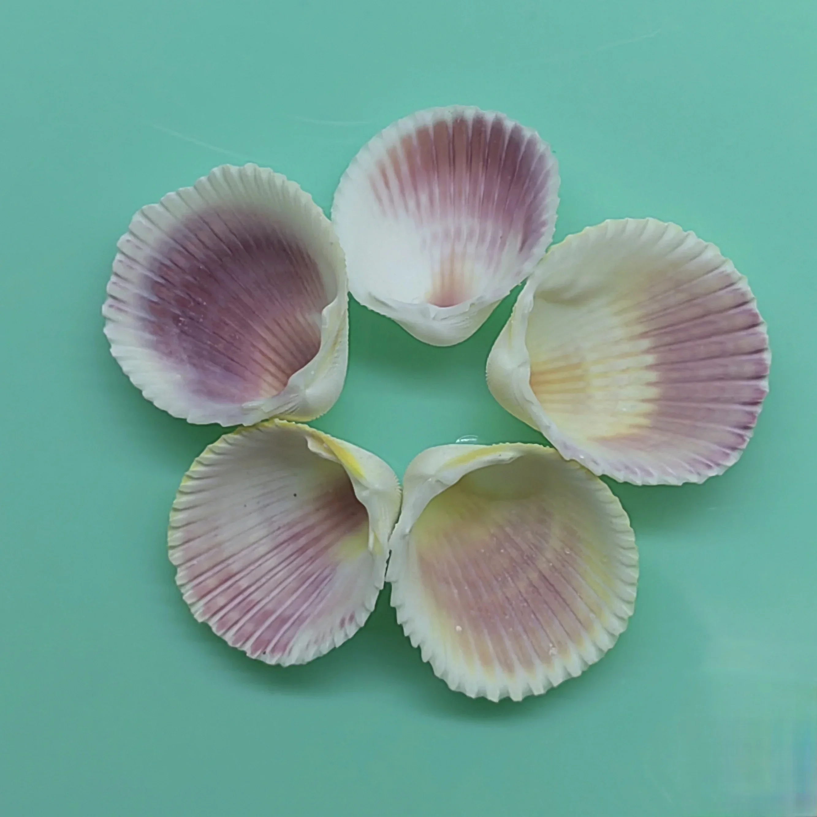 Natural Queen's Flower Scallop Seashell Rare Sea Shells Conch  Accessories Aquarium Decoration Shell Decoration Crafts