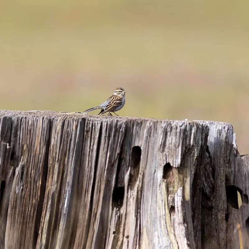 

Flywoo ROBO 1202.5 Brushless Motor - 11500KV High-Efficiency, for Ultralight Drone Builds
