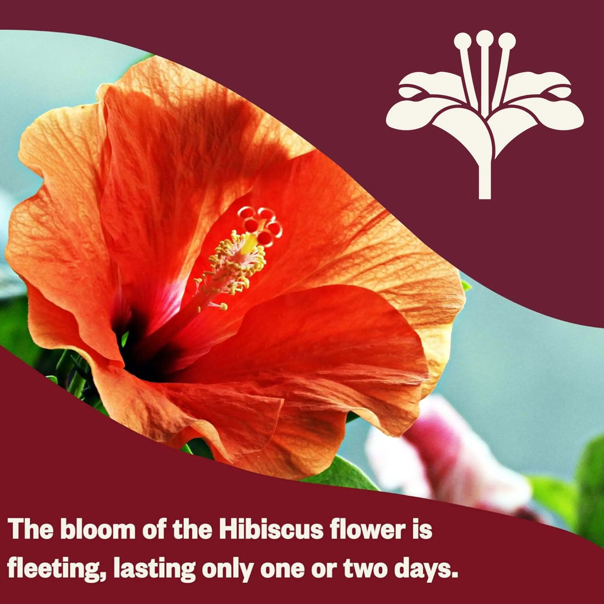 Bustina di tè ai fiori Luoshen, bustina di tisana decaffeinata, ricca di antiossidanti, regalo per gli amanti del tè, miscela ricca di antiossidanti