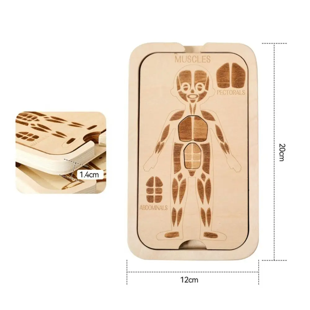 Puzzle Design Montessori Puzzle Menschliche Struktur Organ Modell Anatomie Organ Puzzle Pädagogisches Lernen Menschliche Struktur