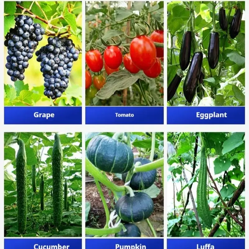 Grape branch binding machine, tomato branch binding machine, cucumber branch binding machine, seedling vine binding machine