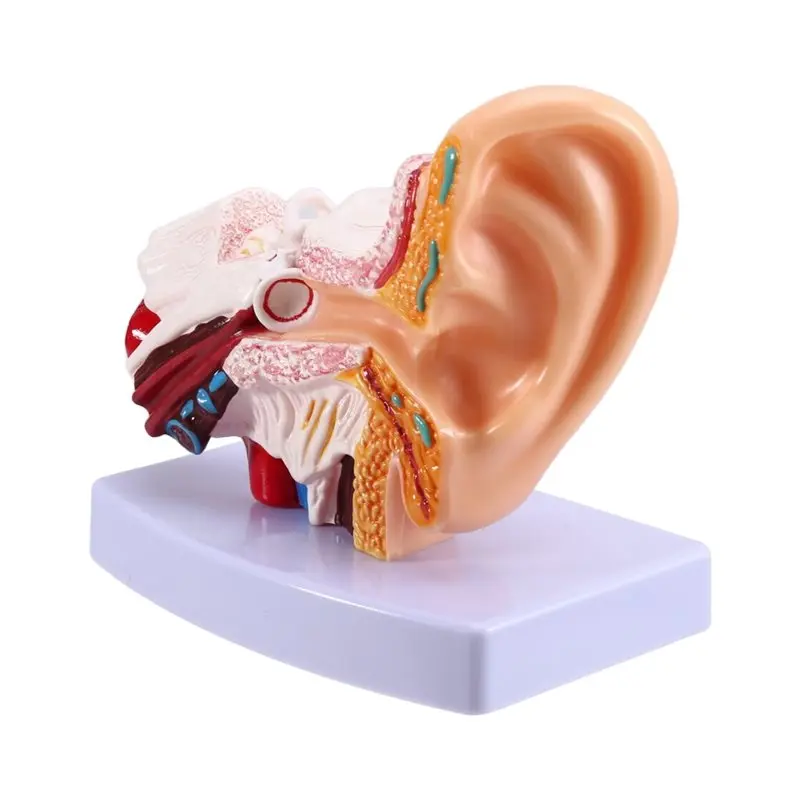 

Human Ear Model, Ear Structure Building Model, Human Ear Anatomy, Otolaryngology Display Teaching, Auditory System Big Ear