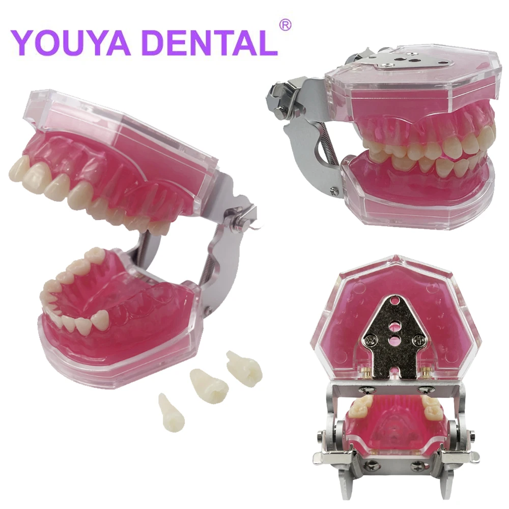 

Dental Model Practice Typodont Teeth Model Soft Gum for Dental Training Teeth Jaw Models Dentist Studying Teaching Teeth Model