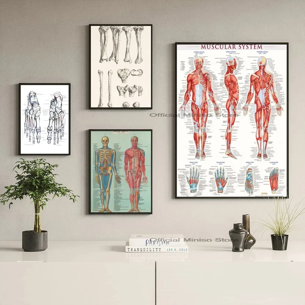 1pc Human Anatomy Muscle System Poster Self-adhesive Art Waterproof Paper Sticker Coffee House Bar Room Wall Decor