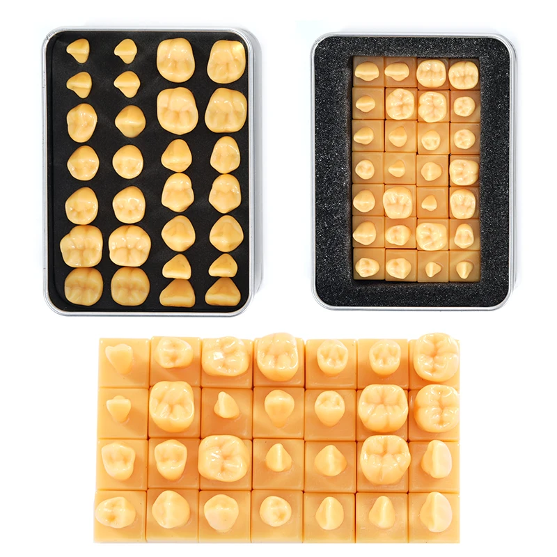 28 قطعة نموذج للتدريس منحوتة للأسنان طبيب الأسنان الطلاب ممارسة هيكل الأسنان القياسي نحت نموذج مقارنة التدريس