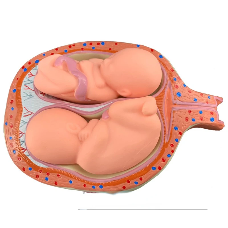 Family planning showcases the development of pregnancy embryos and fetal  models