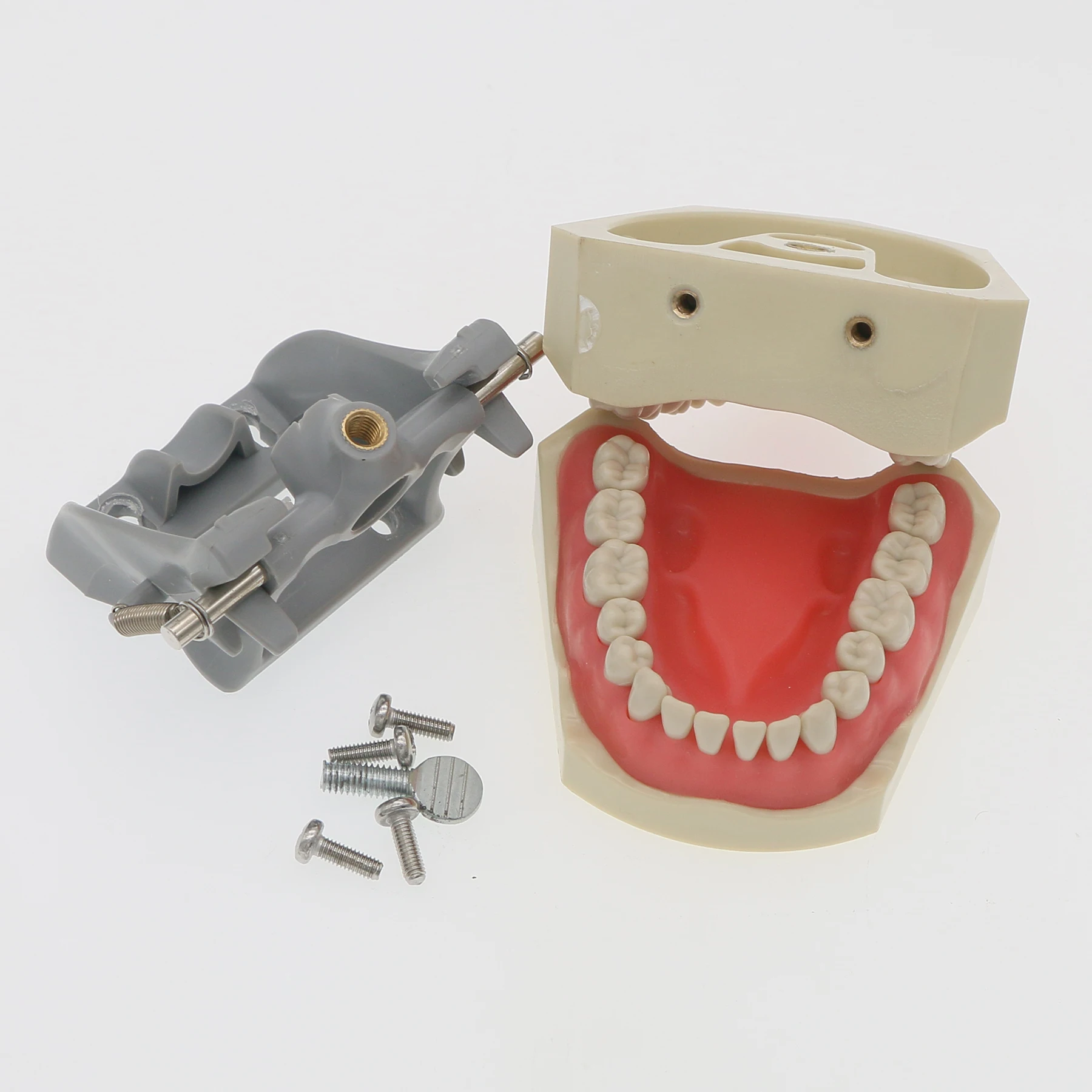 Teeth Model Fit Columbia Dentoform 860 Type With 32pcs Removable Teeth M8030