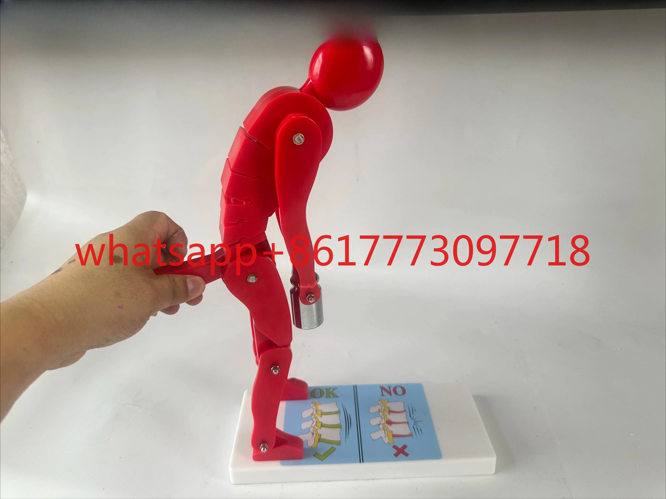 Human body bending, weightlifting, spinal stress demonstration model, fitness weight, correct posture demonstration,
